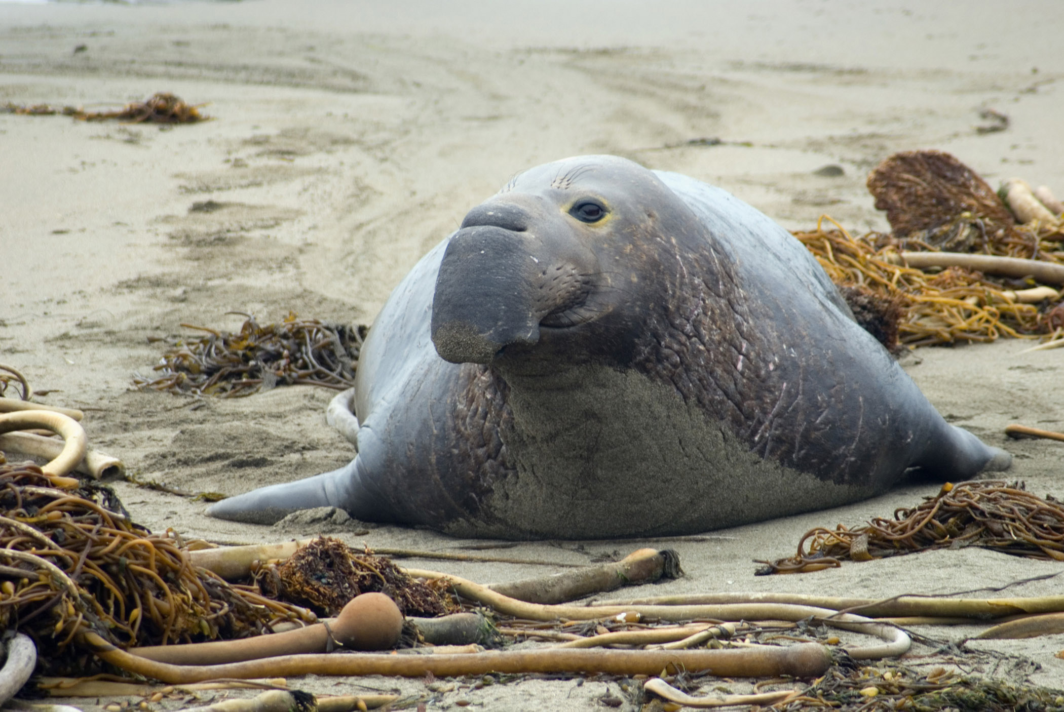 an image of Frontal view of a large grey elephant seal cow on a beach on the Californian coast