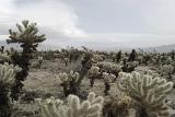 Assorted Cactus Plants at Cholla Cactus Garden at Joshua Tree National Park in California.