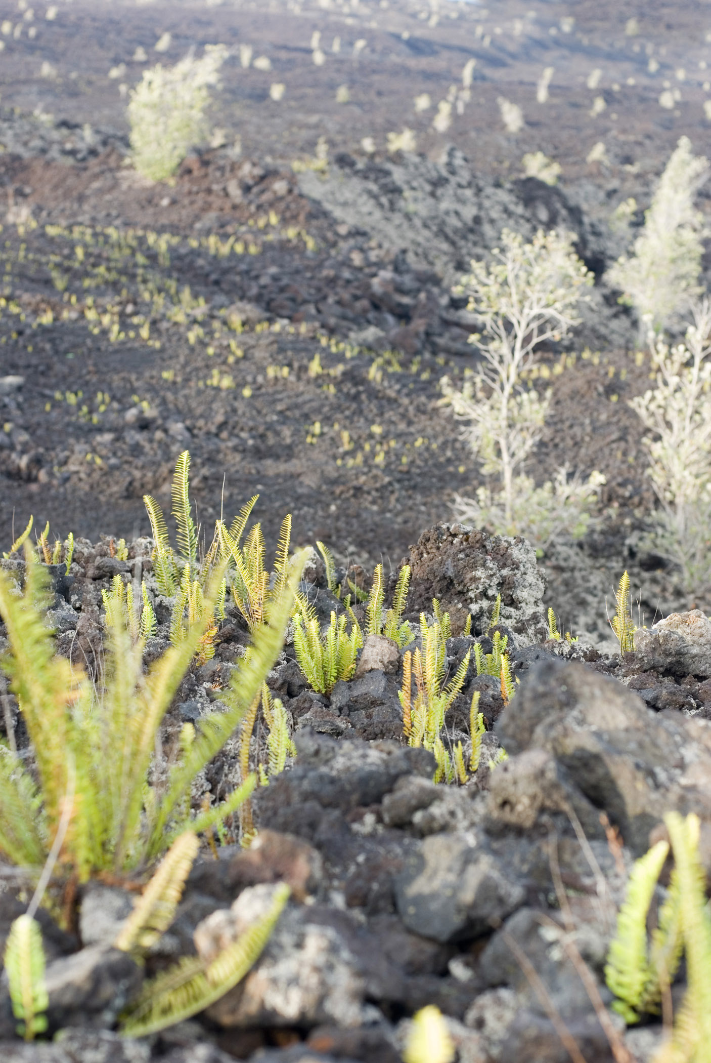 an image of Close up Small Green Plants Growing on Volcanic Lava Field.