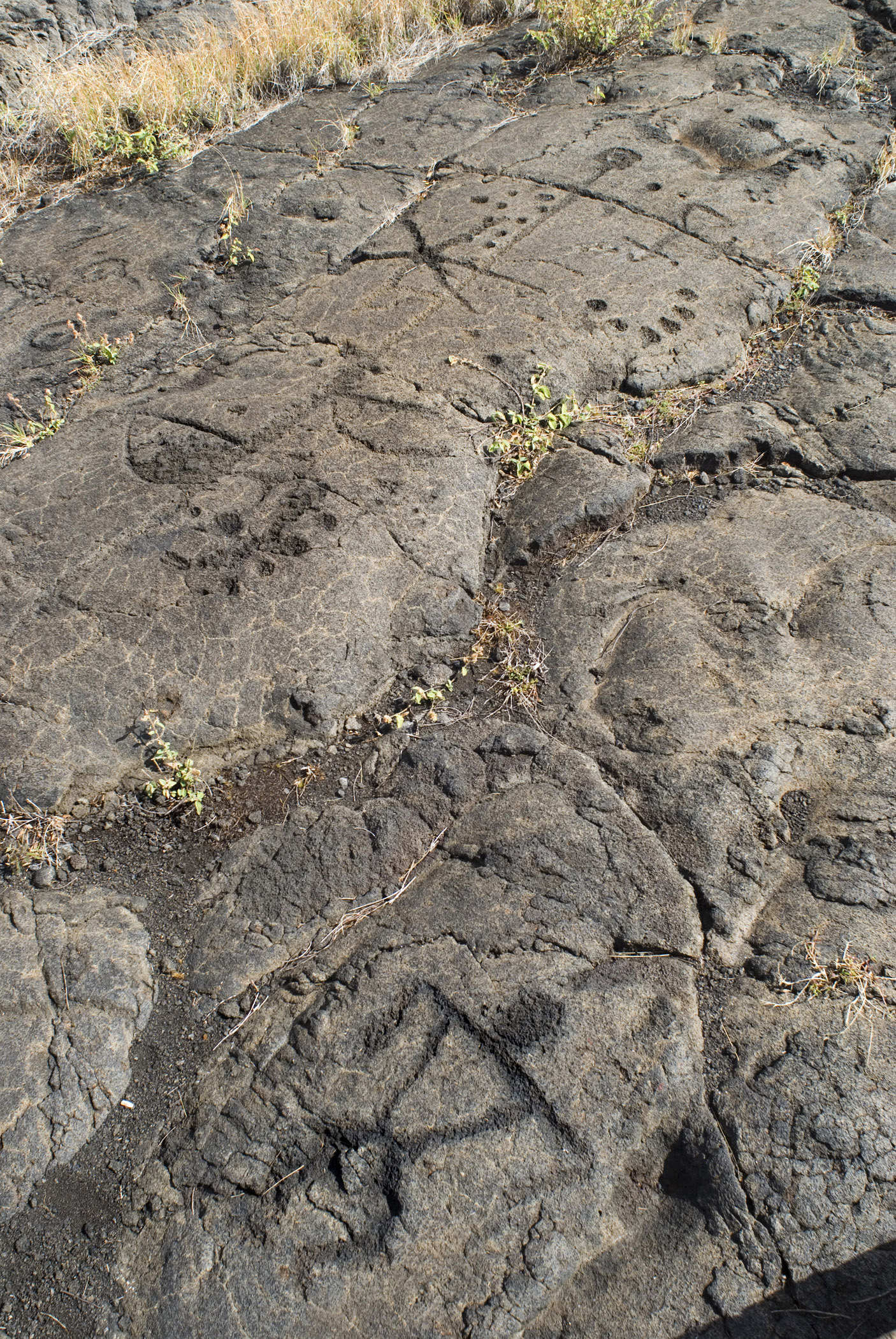 an image of Details of the rocks at the Puu Loa Petroglyphs in Aerial View