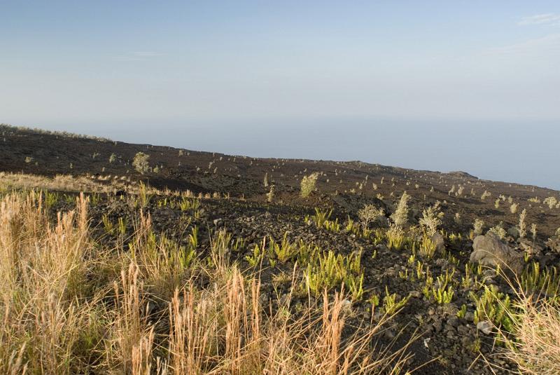 Small Grasses Growing at Lava Field or Lava Plain on Lighter Blue Gray Sky Background.