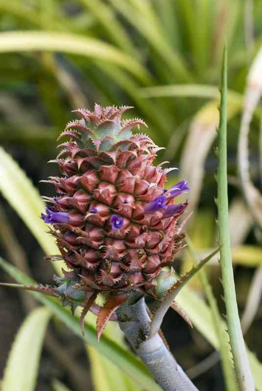 Close up view of a young tropical pineapple growing on a plant surrounded by foliage