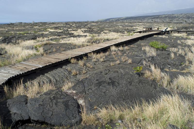 Grassy Puu Loa Petroglyph Field and Board Walk in Extensive View. The boardwalk viewing platform protects the petroglyphs from damage.