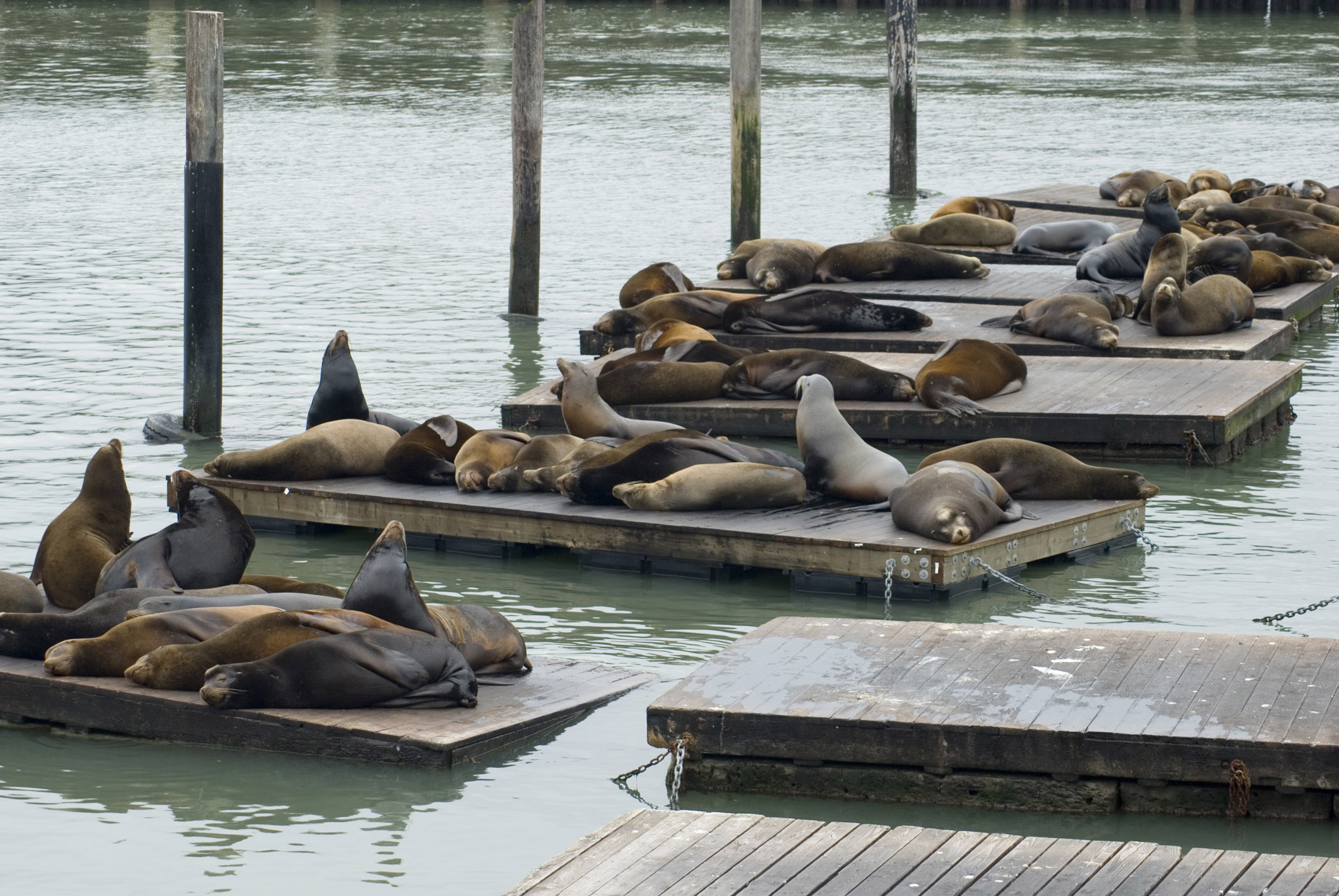 an image of Fishermans Wharf seals, San Francisco, a colony of seals and sealions that sunbathes on the pontoons of the moorings attracting much tourist attention