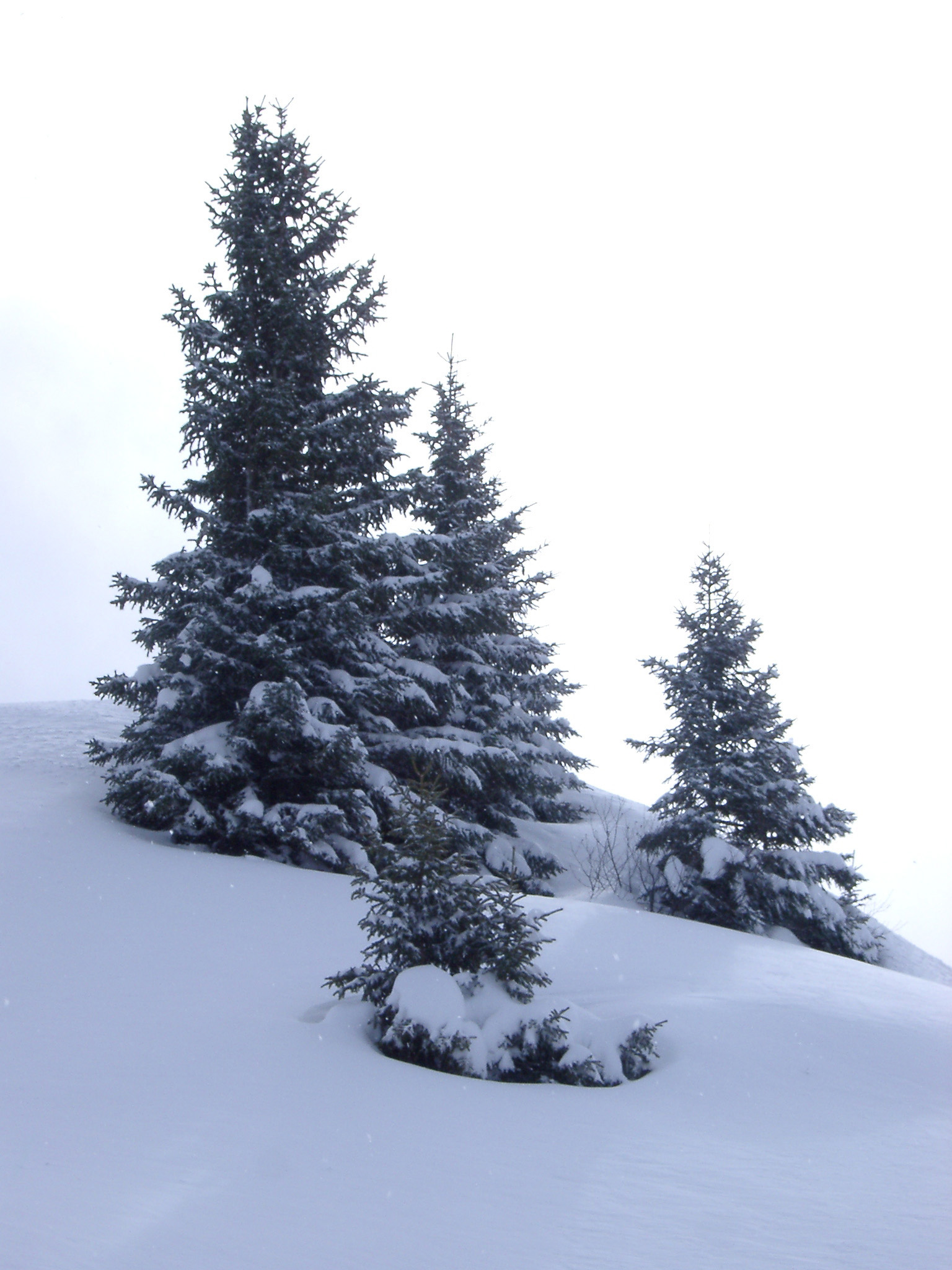 an image of Small Size Christmas Fir Trees Filled with Snow on Winter Holiday Season.